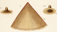 An illustration from Fundamentum historiae naturalis muscorum frondosorum concernens eorum flores, fructus, seminalem propagationem adjecta generum dispositione methodica. Iconibus illustratis / [Johann Hedwig]. (1782)