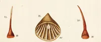 An illustration from Fundamentum historiae naturalis muscorum frondosorum concernens eorum flores, fructus, seminalem propagationem adjecta generum dispositione methodica. Iconibus illustratis / [Johann Hedwig]. (1782)