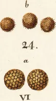 Picture 19 of 26 from Fundamentum historiae naturalis muscorum frondosorum concernens eorum flores, fructus, seminalem propagationem adjecta generum dispositione methodica. Iconibus illustratis / [Johann Hedwig]. (1782), leaf 289
