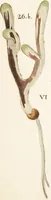 Picture 20 of 26 from Fundamentum historiae naturalis muscorum frondosorum concernens eorum flores, fructus, seminalem propagationem adjecta generum dispositione methodica. Iconibus illustratis / [Johann Hedwig]. (1782), leaf 289