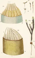An illustration from Fundamentum historiae naturalis muscorum frondosorum concernens eorum flores, fructus, seminalem propagationem adjecta generum dispositione methodica. Iconibus illustratis / [Johann Hedwig]. (1782)