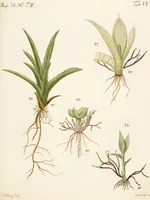 An illustration from Fundamentum historiae naturalis muscorum frondosorum concernens eorum flores, fructus, seminalem propagationem adjecta generum dispositione methodica. Iconibus illustratis / [Johann Hedwig]. (1782)