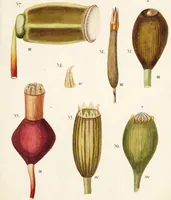 An illustration from Fundamentum historiae naturalis muscorum frondosorum concernens eorum flores, fructus, seminalem propagationem adjecta generum dispositione methodica. Iconibus illustratis / [Johann Hedwig]. (1782)