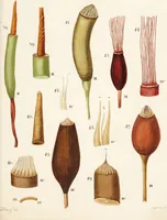 Picture 24 of 26 from Fundamentum historiae naturalis muscorum frondosorum concernens eorum flores, fructus, seminalem propagationem adjecta generum dispositione methodica. Iconibus illustratis / [Johann Hedwig]. (1782), leaf 295