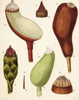 An illustration from Fundamentum historiae naturalis muscorum frondosorum concernens eorum flores, fructus, seminalem propagationem adjecta generum dispositione methodica. Iconibus illustratis / [Johann Hedwig]. (1782)