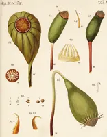 An illustration from Fundamentum historiae naturalis muscorum frondosorum concernens eorum flores, fructus, seminalem propagationem adjecta generum dispositione methodica. Iconibus illustratis / [Johann Hedwig]. (1782)