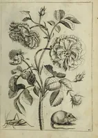 Picture 66 of 97 from Blumen und Insecten-Buch, darinnen auf das fleissigsten nicht allein die Blumen mit ihren Blättern nach den Leben ins Kupffer vor Augen gestellet; sondern auch jede Blume nach ihren eigentlichen Nahmen genennet, etc / [Anon]. (1790), leaf 101