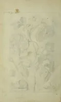An illustration from Blumen und Insecten-Buch, darinnen auf das fleissigsten nicht allein die Blumen mit ihren Blättern nach den Leben ins Kupffer vor Augen gestellet; sondern auch jede Blume nach ihren eigentlichen Nahmen genennet, etc / [Anon]. (1790)