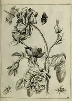An illustration from Blumen und Insecten-Buch, darinnen auf das fleissigsten nicht allein die Blumen mit ihren Blättern nach den Leben ins Kupffer vor Augen gestellet; sondern auch jede Blume nach ihren eigentlichen Nahmen genennet, etc / [Anon]. (1790)