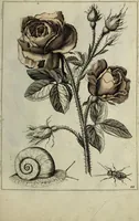 An illustration from Blumen und Insecten-Buch, darinnen auf das fleissigsten nicht allein die Blumen mit ihren Blättern nach den Leben ins Kupffer vor Augen gestellet; sondern auch jede Blume nach ihren eigentlichen Nahmen genennet, etc / [Anon]. (1790)