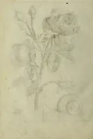 Picture 71 of 97 from Blumen und Insecten-Buch, darinnen auf das fleissigsten nicht allein die Blumen mit ihren Blättern nach den Leben ins Kupffer vor Augen gestellet; sondern auch jede Blume nach ihren eigentlichen Nahmen genennet, etc / [Anon]. (1790), leaf 106