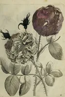 An illustration from Blumen und Insecten-Buch, darinnen auf das fleissigsten nicht allein die Blumen mit ihren Blättern nach den Leben ins Kupffer vor Augen gestellet; sondern auch jede Blume nach ihren eigentlichen Nahmen genennet, etc / [Anon]. (1790)