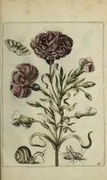 An illustration from Blumen und Insecten-Buch, darinnen auf das fleissigsten nicht allein die Blumen mit ihren Blättern nach den Leben ins Kupffer vor Augen gestellet; sondern auch jede Blume nach ihren eigentlichen Nahmen genennet, etc / [Anon]. (1790)