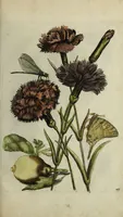 An illustration from Blumen und Insecten-Buch, darinnen auf das fleissigsten nicht allein die Blumen mit ihren Blättern nach den Leben ins Kupffer vor Augen gestellet; sondern auch jede Blume nach ihren eigentlichen Nahmen genennet, etc / [Anon]. (1790)