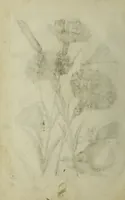 An illustration from Blumen und Insecten-Buch, darinnen auf das fleissigsten nicht allein die Blumen mit ihren Blättern nach den Leben ins Kupffer vor Augen gestellet; sondern auch jede Blume nach ihren eigentlichen Nahmen genennet, etc / [Anon]. (1790)
