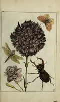 An illustration from Blumen und Insecten-Buch, darinnen auf das fleissigsten nicht allein die Blumen mit ihren Blättern nach den Leben ins Kupffer vor Augen gestellet; sondern auch jede Blume nach ihren eigentlichen Nahmen genennet, etc / [Anon]. (1790)