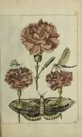 Picture 78 of 97 from Blumen und Insecten-Buch, darinnen auf das fleissigsten nicht allein die Blumen mit ihren Blättern nach den Leben ins Kupffer vor Augen gestellet; sondern auch jede Blume nach ihren eigentlichen Nahmen genennet, etc / [Anon]. (1790), leaf 115