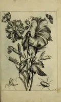 An illustration from Blumen und Insecten-Buch, darinnen auf das fleissigsten nicht allein die Blumen mit ihren Blättern nach den Leben ins Kupffer vor Augen gestellet; sondern auch jede Blume nach ihren eigentlichen Nahmen genennet, etc / [Anon]. (1790)