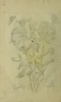 An illustration from Blumen und Insecten-Buch, darinnen auf das fleissigsten nicht allein die Blumen mit ihren Blättern nach den Leben ins Kupffer vor Augen gestellet; sondern auch jede Blume nach ihren eigentlichen Nahmen genennet, etc / [Anon]. (1790)