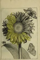 An illustration from Blumen und Insecten-Buch, darinnen auf das fleissigsten nicht allein die Blumen mit ihren Blättern nach den Leben ins Kupffer vor Augen gestellet; sondern auch jede Blume nach ihren eigentlichen Nahmen genennet, etc / [Anon]. (1790)