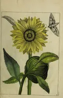 An illustration from Blumen und Insecten-Buch, darinnen auf das fleissigsten nicht allein die Blumen mit ihren Blättern nach den Leben ins Kupffer vor Augen gestellet; sondern auch jede Blume nach ihren eigentlichen Nahmen genennet, etc / [Anon]. (1790)