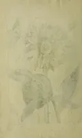 Picture 83 of 97 from Blumen und Insecten-Buch, darinnen auf das fleissigsten nicht allein die Blumen mit ihren Blättern nach den Leben ins Kupffer vor Augen gestellet; sondern auch jede Blume nach ihren eigentlichen Nahmen genennet, etc / [Anon]. (1790), leaf 122