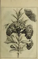 An illustration from Blumen und Insecten-Buch, darinnen auf das fleissigsten nicht allein die Blumen mit ihren Blättern nach den Leben ins Kupffer vor Augen gestellet; sondern auch jede Blume nach ihren eigentlichen Nahmen genennet, etc / [Anon]. (1790)