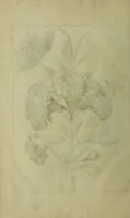Picture 85 of 97 from Blumen und Insecten-Buch, darinnen auf das fleissigsten nicht allein die Blumen mit ihren Blättern nach den Leben ins Kupffer vor Augen gestellet; sondern auch jede Blume nach ihren eigentlichen Nahmen genennet, etc / [Anon]. (1790), leaf 124