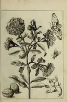 An illustration from Blumen und Insecten-Buch, darinnen auf das fleissigsten nicht allein die Blumen mit ihren Blättern nach den Leben ins Kupffer vor Augen gestellet; sondern auch jede Blume nach ihren eigentlichen Nahmen genennet, etc / [Anon]. (1790)