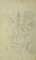 An illustration from Blumen und Insecten-Buch, darinnen auf das fleissigsten nicht allein die Blumen mit ihren Blättern nach den Leben ins Kupffer vor Augen gestellet; sondern auch jede Blume nach ihren eigentlichen Nahmen genennet, etc / [Anon]. (1790)