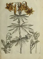 An illustration from Blumen und Insecten-Buch, darinnen auf das fleissigsten nicht allein die Blumen mit ihren Blättern nach den Leben ins Kupffer vor Augen gestellet; sondern auch jede Blume nach ihren eigentlichen Nahmen genennet, etc / [Anon]. (1790)