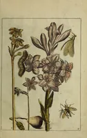 An illustration from Blumen und Insecten-Buch, darinnen auf das fleissigsten nicht allein die Blumen mit ihren Blättern nach den Leben ins Kupffer vor Augen gestellet; sondern auch jede Blume nach ihren eigentlichen Nahmen genennet, etc / [Anon]. (1790)