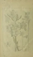 An illustration from Blumen und Insecten-Buch, darinnen auf das fleissigsten nicht allein die Blumen mit ihren Blättern nach den Leben ins Kupffer vor Augen gestellet; sondern auch jede Blume nach ihren eigentlichen Nahmen genennet, etc / [Anon]. (1790)