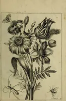 An illustration from Blumen und Insecten-Buch, darinnen auf das fleissigsten nicht allein die Blumen mit ihren Blättern nach den Leben ins Kupffer vor Augen gestellet; sondern auch jede Blume nach ihren eigentlichen Nahmen genennet, etc / [Anon]. (1790)