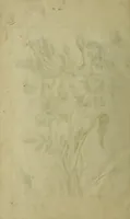 Picture 92 of 97 from Blumen und Insecten-Buch, darinnen auf das fleissigsten nicht allein die Blumen mit ihren Blättern nach den Leben ins Kupffer vor Augen gestellet; sondern auch jede Blume nach ihren eigentlichen Nahmen genennet, etc / [Anon]. (1790), leaf 132