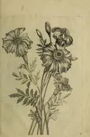 An illustration from Blumen und Insecten-Buch, darinnen auf das fleissigsten nicht allein die Blumen mit ihren Blättern nach den Leben ins Kupffer vor Augen gestellet; sondern auch jede Blume nach ihren eigentlichen Nahmen genennet, etc / [Anon]. (1790)
