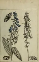 An illustration from Blumen und Insecten-Buch, darinnen auf das fleissigsten nicht allein die Blumen mit ihren Blättern nach den Leben ins Kupffer vor Augen gestellet; sondern auch jede Blume nach ihren eigentlichen Nahmen genennet, etc / [Anon]. (1790)