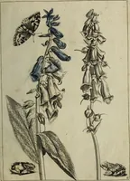 An illustration from Blumen und Insecten-Buch, darinnen auf das fleissigsten nicht allein die Blumen mit ihren Blättern nach den Leben ins Kupffer vor Augen gestellet; sondern auch jede Blume nach ihren eigentlichen Nahmen genennet, etc / [Anon]. (1790)