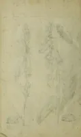 Picture 97 of 97 from Blumen und Insecten-Buch, darinnen auf das fleissigsten nicht allein die Blumen mit ihren Blättern nach den Leben ins Kupffer vor Augen gestellet; sondern auch jede Blume nach ihren eigentlichen Nahmen genennet, etc / [Anon]. (1790), leaf 138