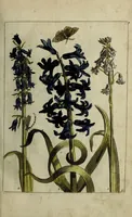 Picture 5 of 97 from Blumen und Insecten-Buch, darinnen auf das fleissigsten nicht allein die Blumen mit ihren Blättern nach den Leben ins Kupffer vor Augen gestellet; sondern auch jede Blume nach ihren eigentlichen Nahmen genennet, etc / [Anon]. (1790), leaf 21