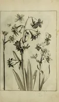 An illustration from Blumen und Insecten-Buch, darinnen auf das fleissigsten nicht allein die Blumen mit ihren Blättern nach den Leben ins Kupffer vor Augen gestellet; sondern auch jede Blume nach ihren eigentlichen Nahmen genennet, etc / [Anon]. (1790)