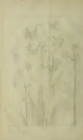An illustration from Blumen und Insecten-Buch, darinnen auf das fleissigsten nicht allein die Blumen mit ihren Blättern nach den Leben ins Kupffer vor Augen gestellet; sondern auch jede Blume nach ihren eigentlichen Nahmen genennet, etc / [Anon]. (1790)