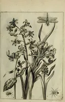An illustration from Blumen und Insecten-Buch, darinnen auf das fleissigsten nicht allein die Blumen mit ihren Blättern nach den Leben ins Kupffer vor Augen gestellet; sondern auch jede Blume nach ihren eigentlichen Nahmen genennet, etc / [Anon]. (1790)