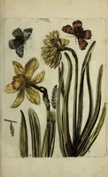Picture 10 of 97 from Blumen und Insecten-Buch, darinnen auf das fleissigsten nicht allein die Blumen mit ihren Blättern nach den Leben ins Kupffer vor Augen gestellet; sondern auch jede Blume nach ihren eigentlichen Nahmen genennet, etc / [Anon]. (1790), leaf 27