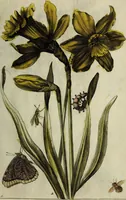 An illustration from Blumen und Insecten-Buch, darinnen auf das fleissigsten nicht allein die Blumen mit ihren Blättern nach den Leben ins Kupffer vor Augen gestellet; sondern auch jede Blume nach ihren eigentlichen Nahmen genennet, etc / [Anon]. (1790)