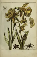 Picture 12 of 97 from Blumen und Insecten-Buch, darinnen auf das fleissigsten nicht allein die Blumen mit ihren Blättern nach den Leben ins Kupffer vor Augen gestellet; sondern auch jede Blume nach ihren eigentlichen Nahmen genennet, etc / [Anon]. (1790), leaf 31