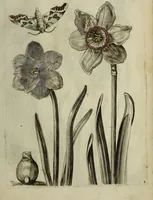 An illustration from Blumen und Insecten-Buch, darinnen auf das fleissigsten nicht allein die Blumen mit ihren Blättern nach den Leben ins Kupffer vor Augen gestellet; sondern auch jede Blume nach ihren eigentlichen Nahmen genennet, etc / [Anon]. (1790)