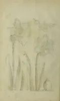 An illustration from Blumen und Insecten-Buch, darinnen auf das fleissigsten nicht allein die Blumen mit ihren Blättern nach den Leben ins Kupffer vor Augen gestellet; sondern auch jede Blume nach ihren eigentlichen Nahmen genennet, etc / [Anon]. (1790)