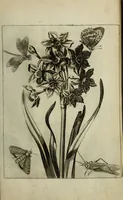 An illustration from Blumen und Insecten-Buch, darinnen auf das fleissigsten nicht allein die Blumen mit ihren Blättern nach den Leben ins Kupffer vor Augen gestellet; sondern auch jede Blume nach ihren eigentlichen Nahmen genennet, etc / [Anon]. (1790)