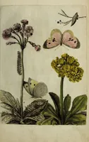 An illustration from Blumen und Insecten-Buch, darinnen auf das fleissigsten nicht allein die Blumen mit ihren Blättern nach den Leben ins Kupffer vor Augen gestellet; sondern auch jede Blume nach ihren eigentlichen Nahmen genennet, etc / [Anon]. (1790)